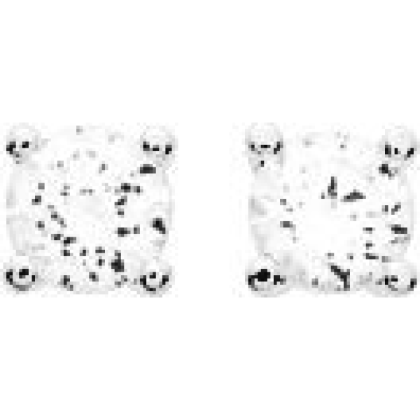 Boucles d'Oreilles  Argent 925/1000 Oxyde de Zirconium